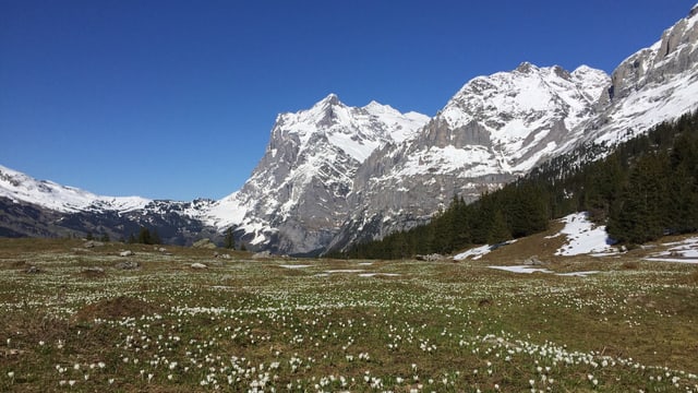 Der Auffahrtstag war wolkenlos, nicht nur in Grindelwald. Der Auffahrtstag war wolkenlos, nicht nur in Grindelwald.