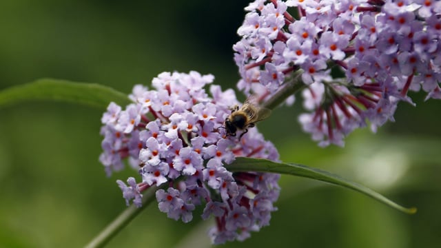 Sommerflieder Sommerflieder