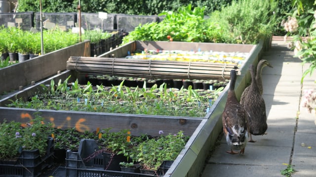 Enten watscheln zwischen den Gartenbeeten durch Enten watscheln zwischen den Gartenbeeten durch