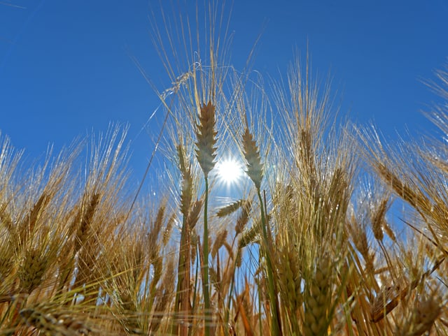 Korn im Sonnenlicht.