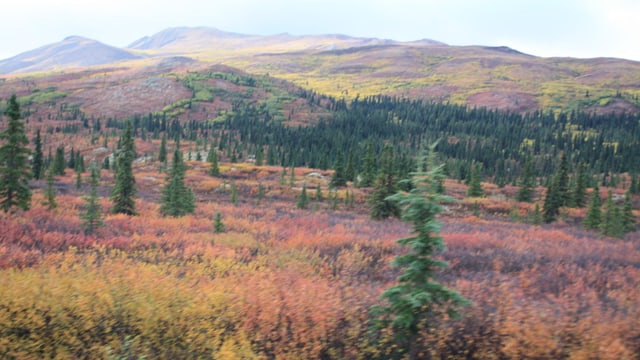 Farbige Vegetation am Denali Nationalpark. Farbige Vegetation am Denali Nationalpark.
