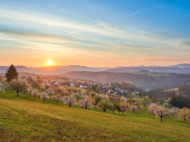 Sonnenaufgang oberhalb einer blühenden Landschaft.