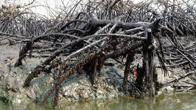 Mangroven im Nigerdelta am Flussufer, die mit einem dicken Ölfilm belegt sind. Mangroven im Nigerdelta am Flussufer, die mit einem dicken Ölfilm belegt sind.
