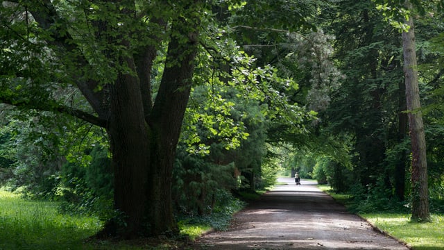 Eine Allee auf dem Friedhof Sihlfeld in der Stadt Zürich. Eine Allee auf dem Friedhof Sihlfeld in der Stadt Zürich.