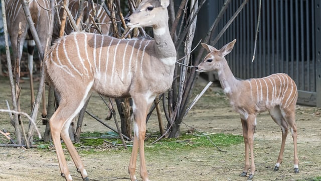 Zwei Kudus in der Aussenanlage des Zoo Basel. Zwei Kudus in der Aussenanlage des Zoo Basel.