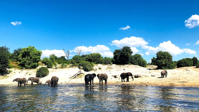 Eine Gruppe Elefanten steht an einem Fluss in Botswana. Darüber liegt ein stahlblauer Himmel. Eine Gruppe Elefanten steht an einem Fluss in Botswana. Darüber liegt ein stahlblauer Himmel.