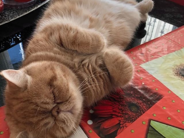 Katze räkelt sich auf Tisch.
