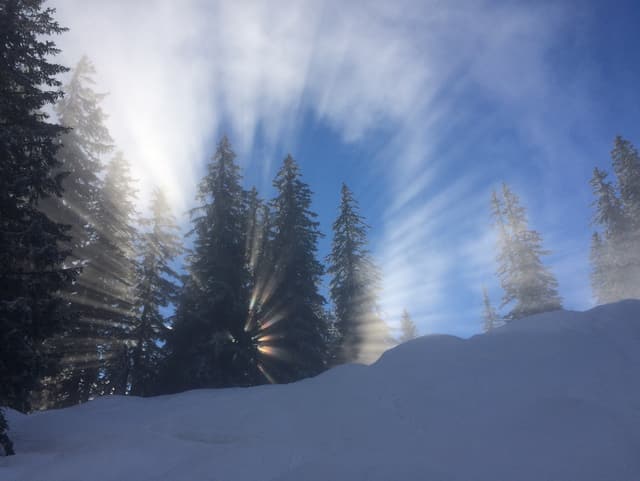 Die Sonne hinter den Bäumen kommt nur ganz kanpp zum Vorschein.