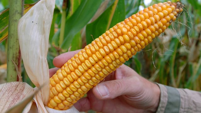 Genmais von Monsanto. Genmais von Monsanto.