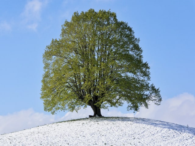 Baum mit grünen Blättern auf verschneitem Hügel.