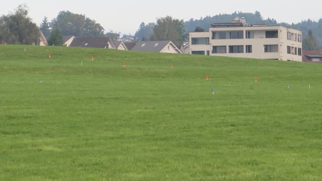 Wiese Wiese