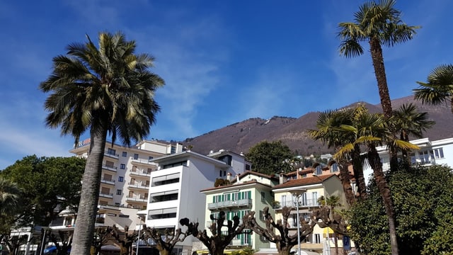 Palmen in Locarno vor blauem Himmel. Palmen in Locarno vor blauem Himmel.