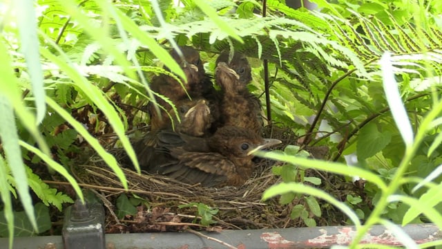 Amselküken in einem Nest, das im Balkonkistchen unter Farnwedeln versteckt ist