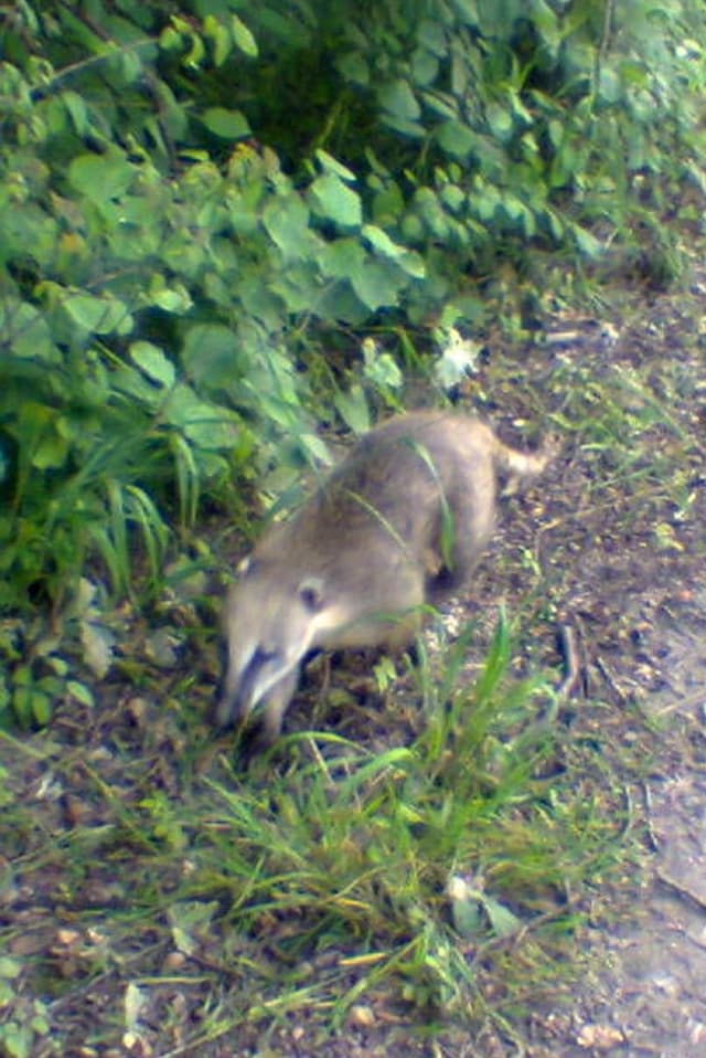 Der Nasenbär auf dem Waldweg bei der Emme in Burgdorf. Der Nasenbär auf dem Waldweg bei der Emme in Burgdorf.