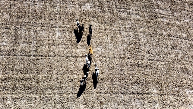 Kühe auf einem ausgetrockneten Feld. Kühe auf einem ausgetrockneten Feld.