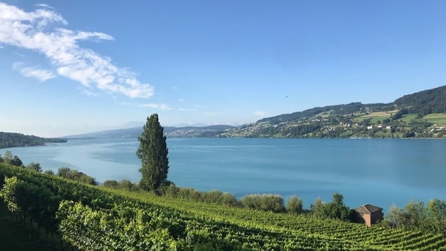 Hallwilersee Hallwilersee