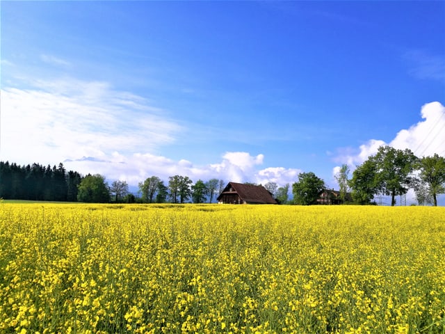 Es Wird Warmer Der Fruhling Ist Endlich Da Meteo Srf