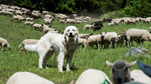 Hund mit Schafherde Hund mit Schafherde