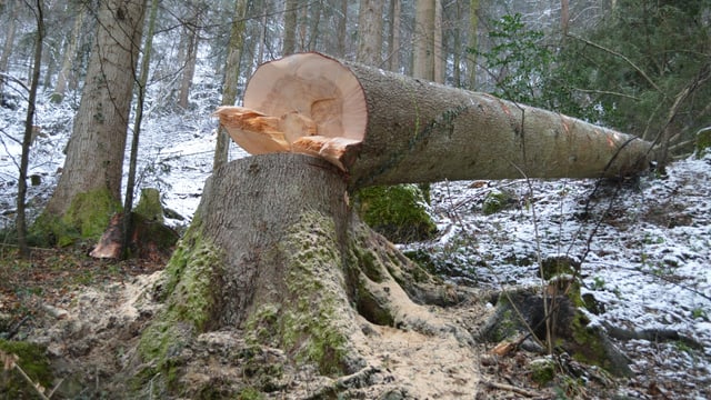 Ein frisch gefällter Baum liegt im Wald. Ein frisch gefällter Baum liegt im Wald.