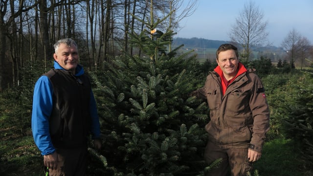 Zwei Männer posieren neben Weihnachtstanne Zwei Männer posieren neben Weihnachtstanne