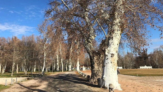 Alte Bäume im Schlossgarten von Aranjuez. Alte Bäume im Schlossgarten von Aranjuez.