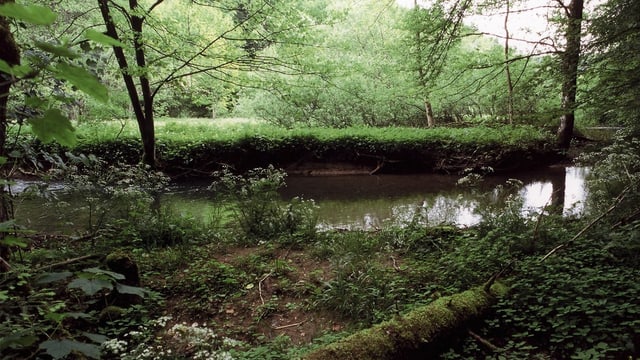 Blick auf ein grün bewachsenes Flussufer. Blick auf ein grün bewachsenes Flussufer.