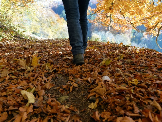 Wanderer stapft durchs Laub. Wanderer stapft durchs Laub.