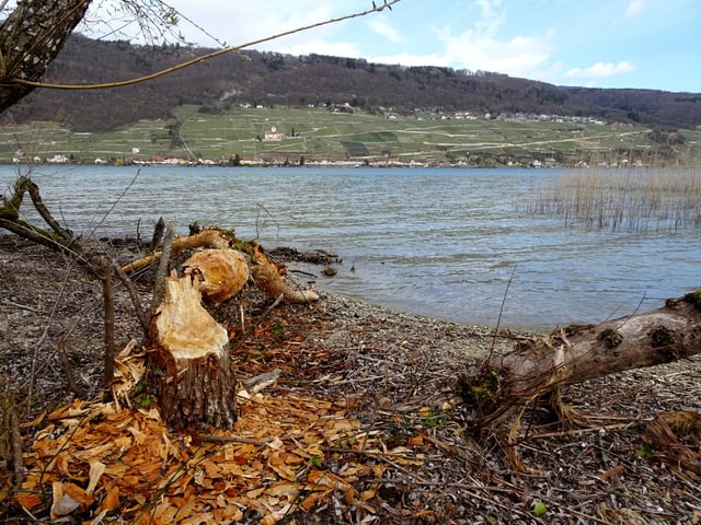 Gefällter Baum am See, im Hintergrund Hang mit Reben und darüber Wald.