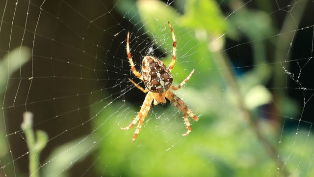 Kreuzspinne in ihrem Netz Kreuzspinne in ihrem Netz