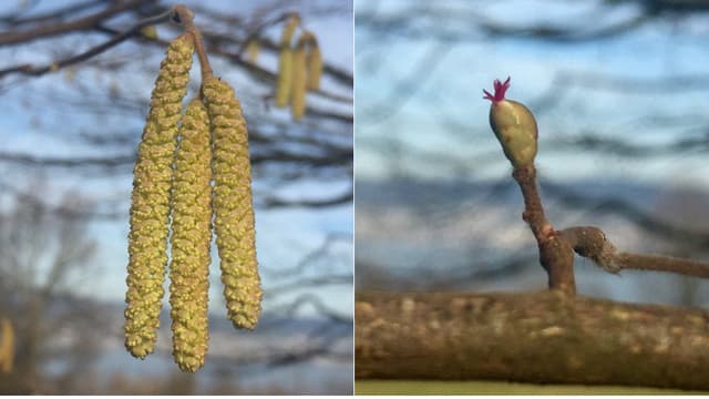Männliche und weibliche Haselblüten. Männliche und weibliche Haselblüten.