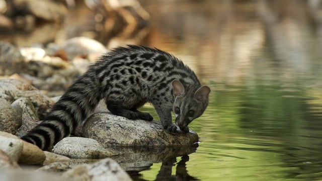 Video «Die Geschichte der Ginsterkatze» abspielen Video «Die Geschichte der Ginsterkatze» abspielen