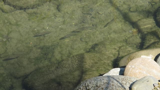 Jungfische in einem neuen Teich am Rheinufer. Jungfische in einem neuen Teich am Rheinufer.