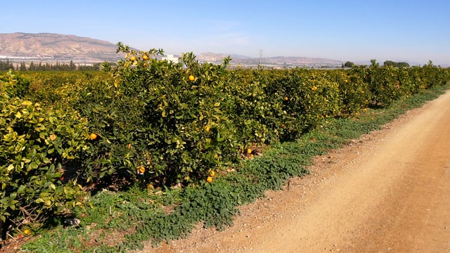 Spaniens «Früchte- und Gemüsegarten» in der Region Murcia. Ein Zitronenhain. Spaniens «Früchte- und Gemüsegarten» in der Region Murcia. Ein Zitronenhain.