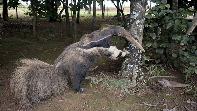Ein ausgestopfter Ameisenbär stütz sich auf einem Baum auf. Ein ausgestopfter Ameisenbär stütz sich auf einem Baum auf.