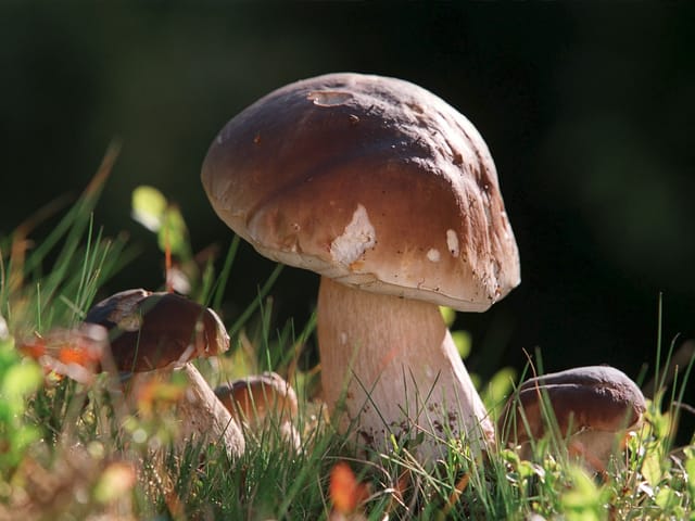 Ein Steinpilz erstrahlt im guten Licht.