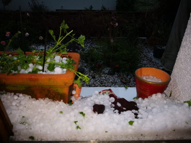 Gartenpflanzen im Hagel.