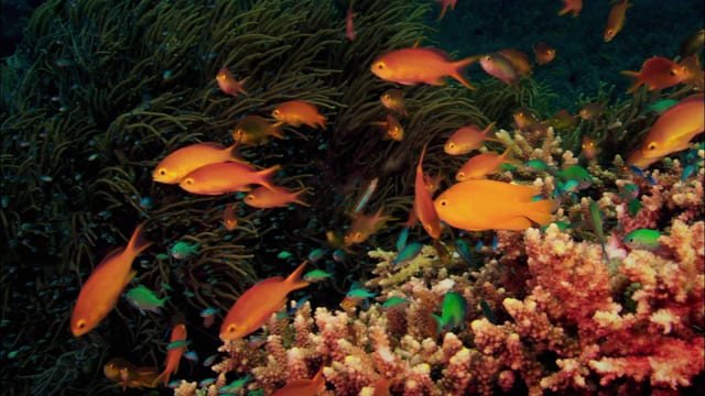 Fische im Korallenriff. Fische im Korallenriff.