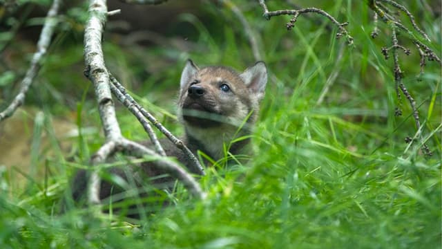 Junger Wolf im Gras Junger Wolf im Gras