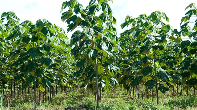 Balsabäume im Alter von 2 Jahren in Brasilien