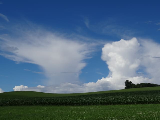 Sattgrüne Wiese mit blauem Himmel im Hintergrund. Am Himmel stehen zwei Wolkentürme. Einer ist ausgefranst, der andere sieht aus wie ein Blumenkohl.