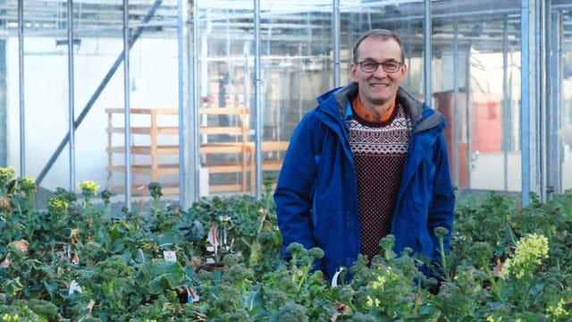 Ein Mann mittleren Alters steht mit blauer Jack immitten von Broccoli-Pflanzen in einem Treibhaus. Ein Mann mittleren Alters steht mit blauer Jack immitten von Broccoli-Pflanzen in einem Treibhaus.