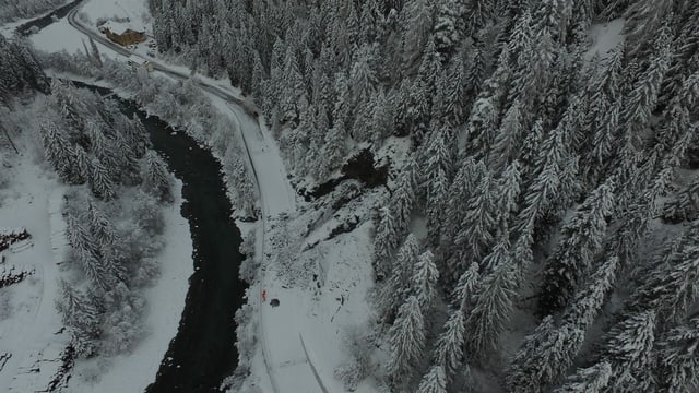 Purtret da surengiu da la bova tranter Scuol ed Ardez. Purtret da surengiu da la bova tranter Scuol ed Ardez.