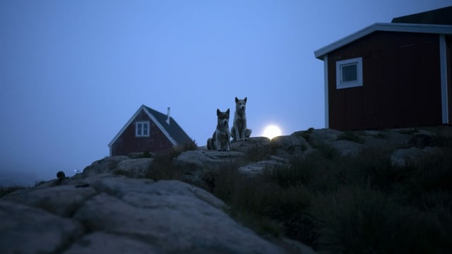 Häuschen mit Hunden davor in Grönland Häuschen mit Hunden davor in Grönland