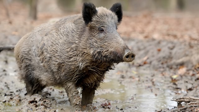 WIldschwein im Schlamm. WIldschwein im Schlamm.