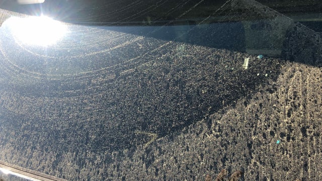 Die Autoscheiben sind verklebt mit Pollen. Die Autoscheiben sind verklebt mit Pollen.