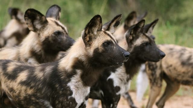 Aufzucht in der Wildnis (5/7) Aufzucht in der Wildnis (5/7)