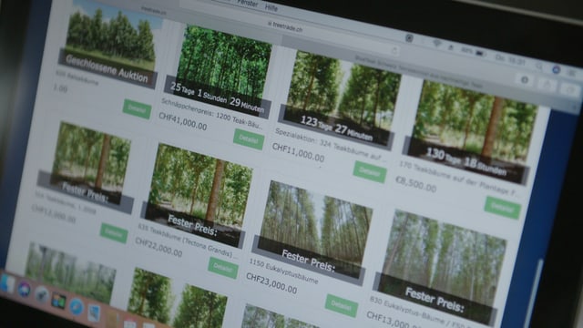 Auktionsplattform: Anleger versuchen Bäume abzustossen Auktionsplattform: Anleger versuchen Bäume abzustossen