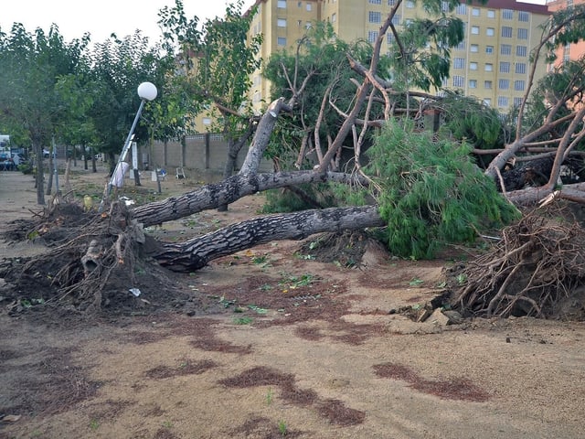 Ein Tornado hat einen Baum in der Stadt entwurzelt. Ein Tornado hat einen Baum in der Stadt entwurzelt.
