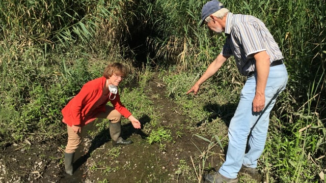 Elisabeth Klocke und Gerwin Obst sorgen sich um den Lebensraum des Schierlings-Wasserfenchels. Elisabeth Klocke und Gerwin Obst sorgen sich um den Lebensraum des Schierlings-Wasserfenchels.