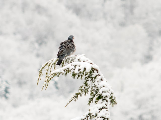 Ein Vogel auf einem Baum.